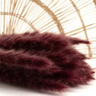 Mini Pampa s&eacute;ch&eacute;e Terracotta (x20)