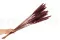 Mini pampa essiccata Terracotta (x20) 4