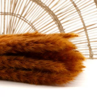 Mini pampa essiccata Marmalade (x20)