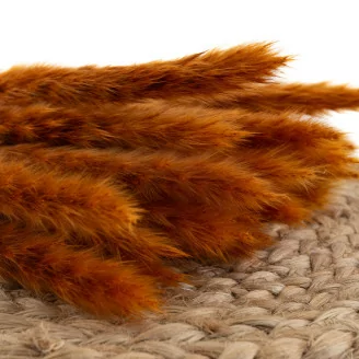 Mini Pampa seca Marmalade (x20)