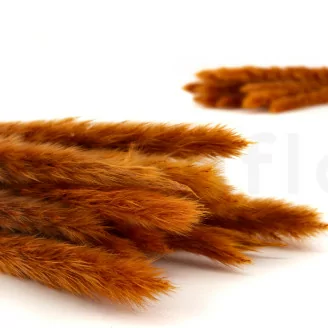 Mini pampa essiccata Marmalade (x20)