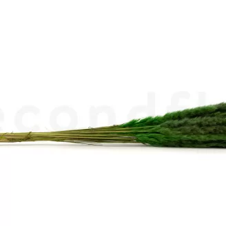 Dried Mini Pampa Eden Green (x20)