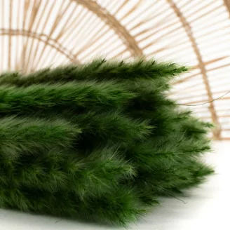 Dried Mini Pampa Eden Green (x20)