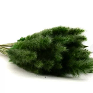 Getrocknete Mini-Pampa Eden Green (x20)