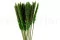 Mini Pampa seca Eden Green (x20) 7