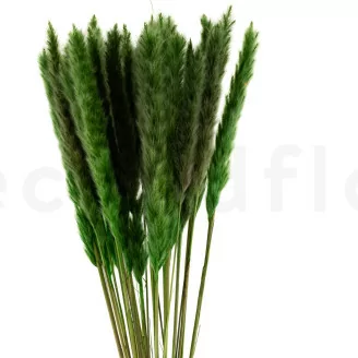 Dried Mini Pampa Eden Green (x20)