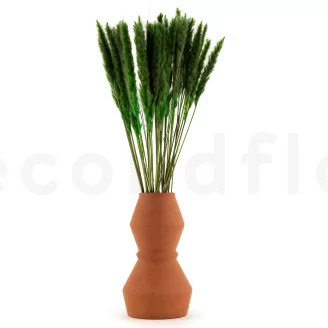 Mini Pampa seca Eden Green (x20)