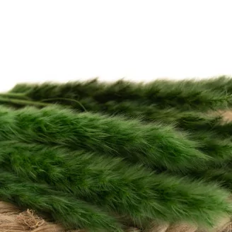 Dried Mini Pampa Eden Green (x20)