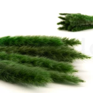 Mini pampa essiccata Eden Green (x20)
