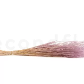 Fine grass seco Lavender Lane