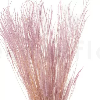 Dried Fine grass Lavender Lane