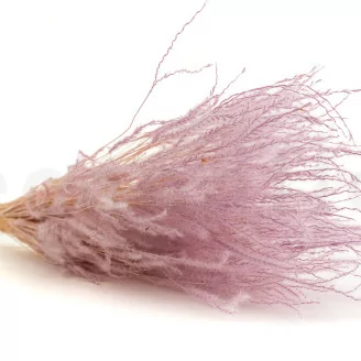 Fine grass seco Lavender Lane