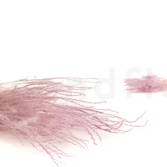 Fine grass seco Lavender Lane