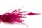 Getrocknetes Fine Grass Raspberry 6