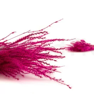 Fine grass essiccata Raspberry
