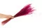 Fine grass essiccata Raspberry 4