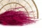 Fine grass essiccata Raspberry 1