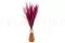 Fine grass seco Raspberry 2