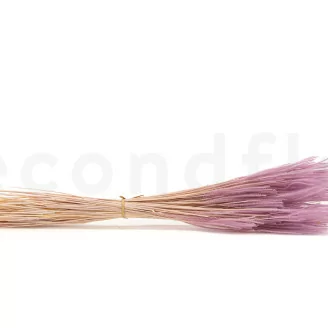 Ouro seco Lavender Lane