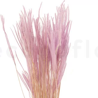 Getrockneter Ouro Lavender Lane