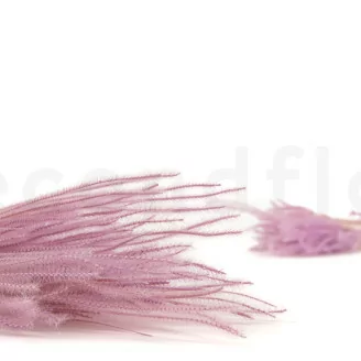 Ouro seco Lavender Lane