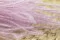 Ouro essiccato Lavender Lane 3