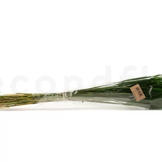 Ouro seco Eden Green