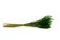 Ouro essiccato Eden Green 5