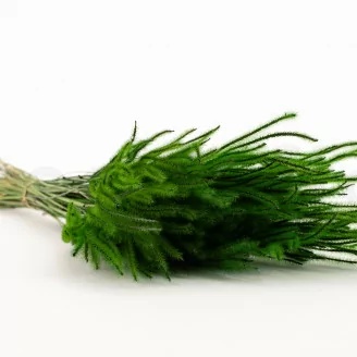 Ouro seco Eden Green