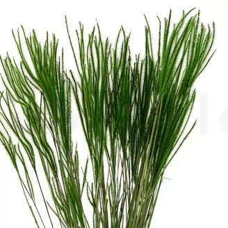 Dried Ouro Eden Green