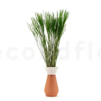 Getrockneter Ouro Eden Green