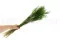 Ouro essiccato Eden Green 4