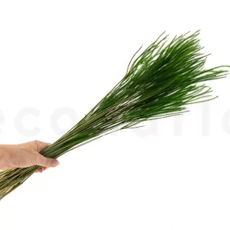 Ouro seco Eden Green