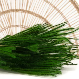 Ouro essiccato Eden Green