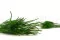 Getrockneter Ouro Eden Green 8