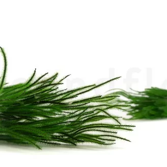 Ouro seco Eden Green