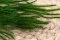 Ouro essiccato Eden Green 3