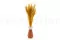 Ouro seco Honey Yellow 2