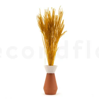 Ouro seco Honey Yellow