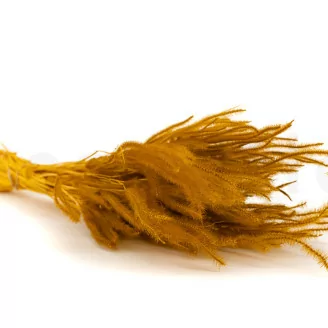 Ouro seco Honey Yellow