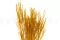 Getrockneter Ouro Honey Yellow 7