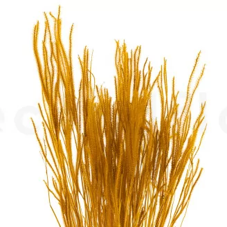 Ouro s&eacute;ch&eacute; Honey Yellow