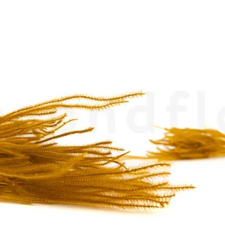 Ouro essiccato Honey Yellow
