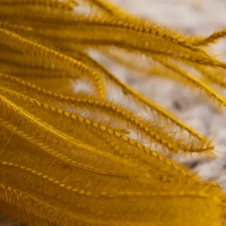 Dried Ouro Honey Yellow