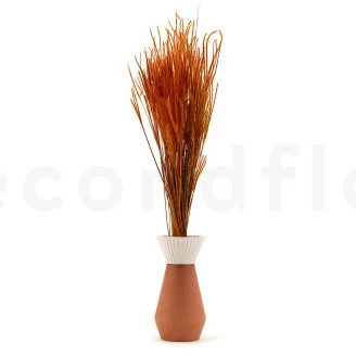 Ouro essiccato Marmalade