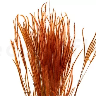 Dried Ouro Marmalade