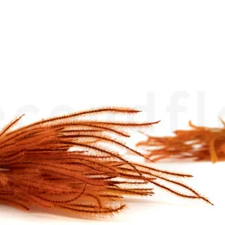 Dried Ouro Marmalade
