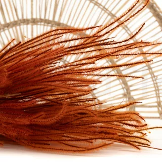 Dried Ouro Marmalade