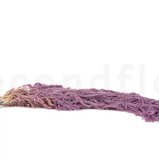 Preserved Amaranthus Lavender Lane