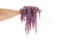 Preserved Amaranthus Lavender Lane 4